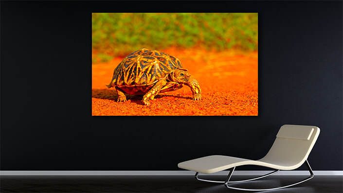 WEB002_0004_MOCKUP__0022_45478592_The leopard-tortoise-in-natural-habitat AOAY8107
