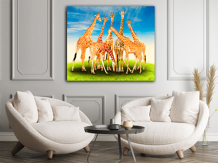 WEB002 0005 ML 0027 20990816 group of giraffe AOAY4627