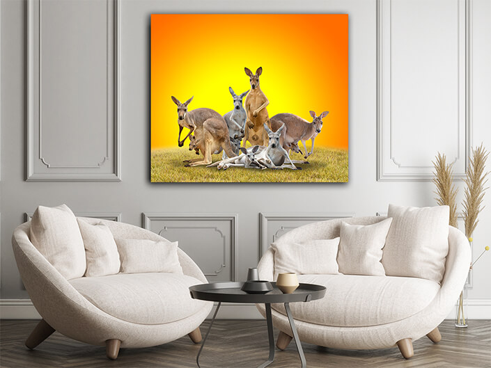 WEB002 0006 ML 0026 20990850 group of kangaroo AOAY4628