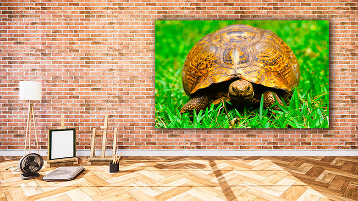 WEB002 0006 MOCKUP 0028 22676114 turtle in grass AOAY5580