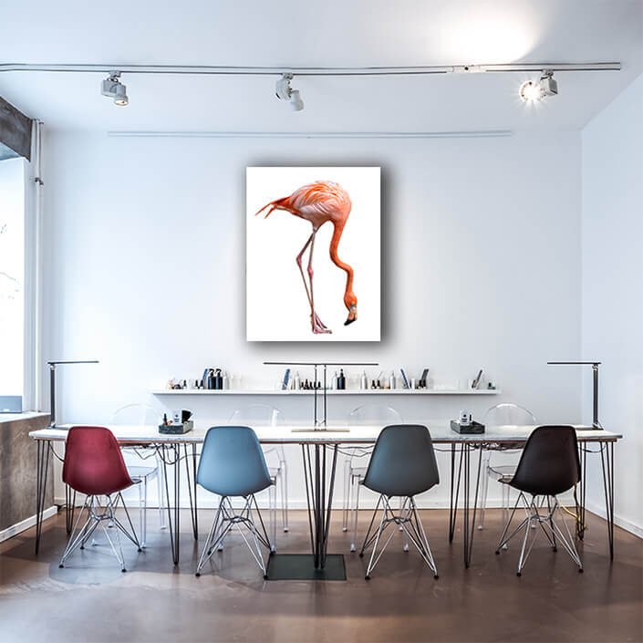 WEB002 0006 MP 0026 28009266 american flamingo bird phoenicopterus ruber isolated on white AOAY6444