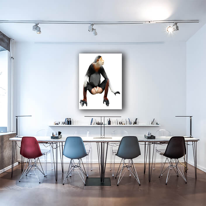 WEB002 0007 MP 0025 28076518 red shanked douc langur isolated on white background AOAY6447