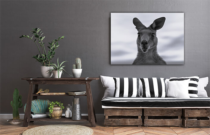 WEB002 0008 MS 0026 44358464 australian kangaroo against a vivid sunset light (1) AOAY6948