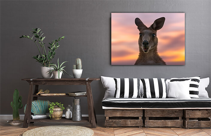 WEB002 0009 MS 0025 44358464 australian kangaroo against a vivid sunset light AOAY6949