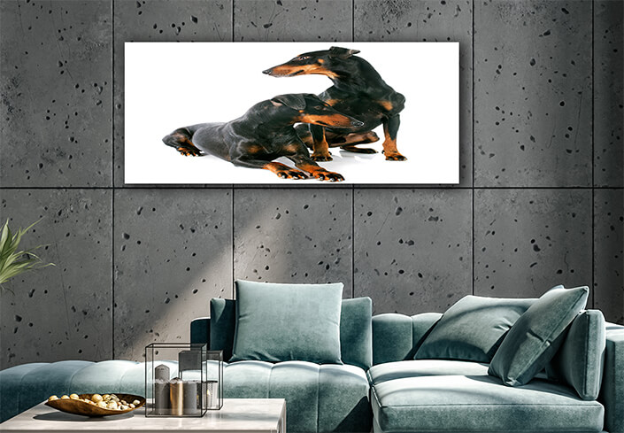 WEB002 0011 ML 0022 13275902 manchester terriers Dogs AOAY6551