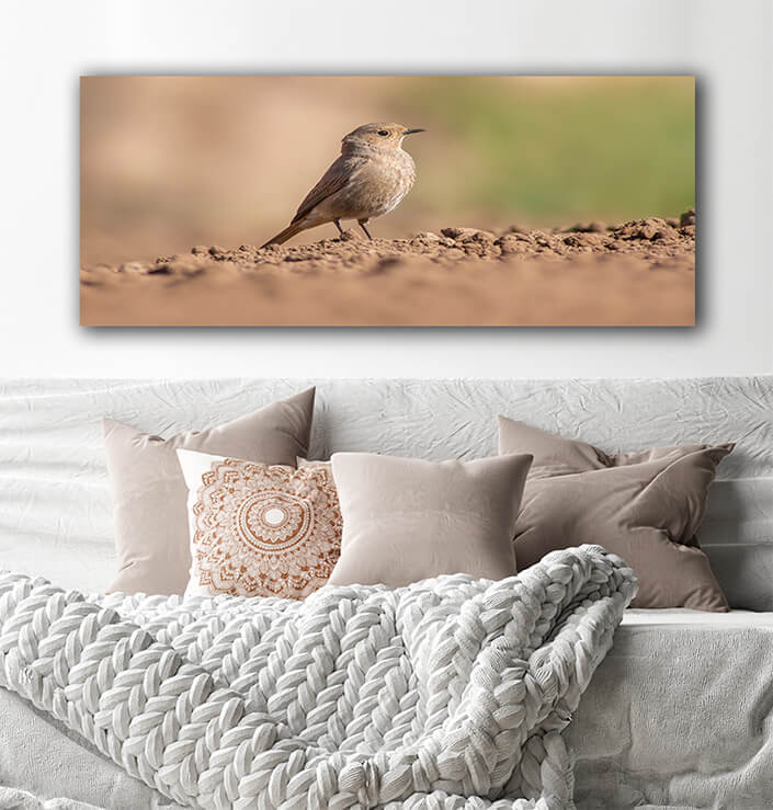 WEB002 0013 MOCKUPs 0073 47558126 a female redstart looking for food on a freshly plowed field AOAY6054