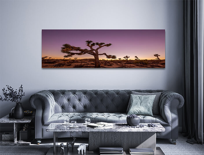 WEB002 0015 ML 0008 43553074 landscape of joshua trees in california usa AOAY7429