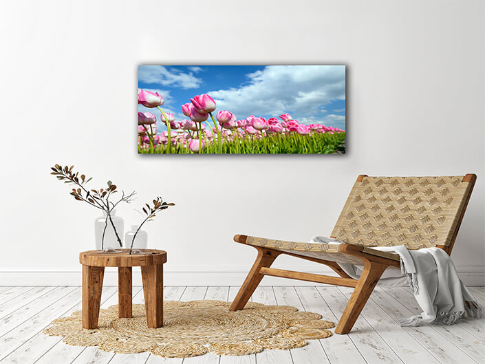 WEB002 0015 ML 0020 9076916 many pink tulips on field AOAY7454