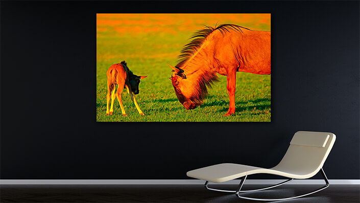 WEB002_0017_MOCKUP__0008_45478590_The wildebeest-with-young-calf AOAY3375