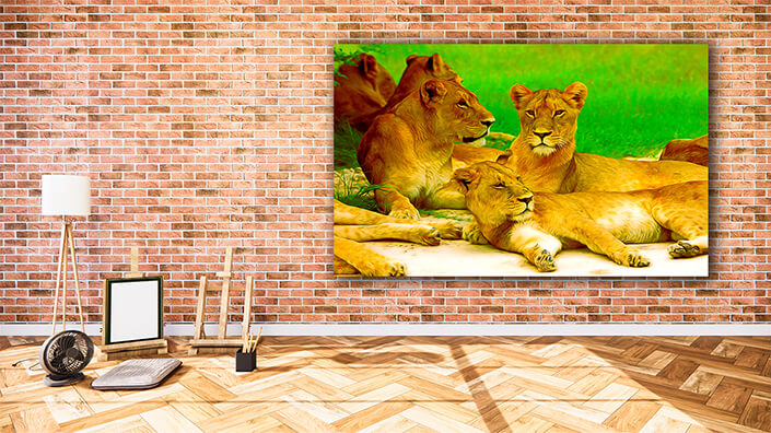 WEB002_0018_MOCKUP__0015_25454474_lion wild dangerous mammal africa savannah kenya AOAY5594