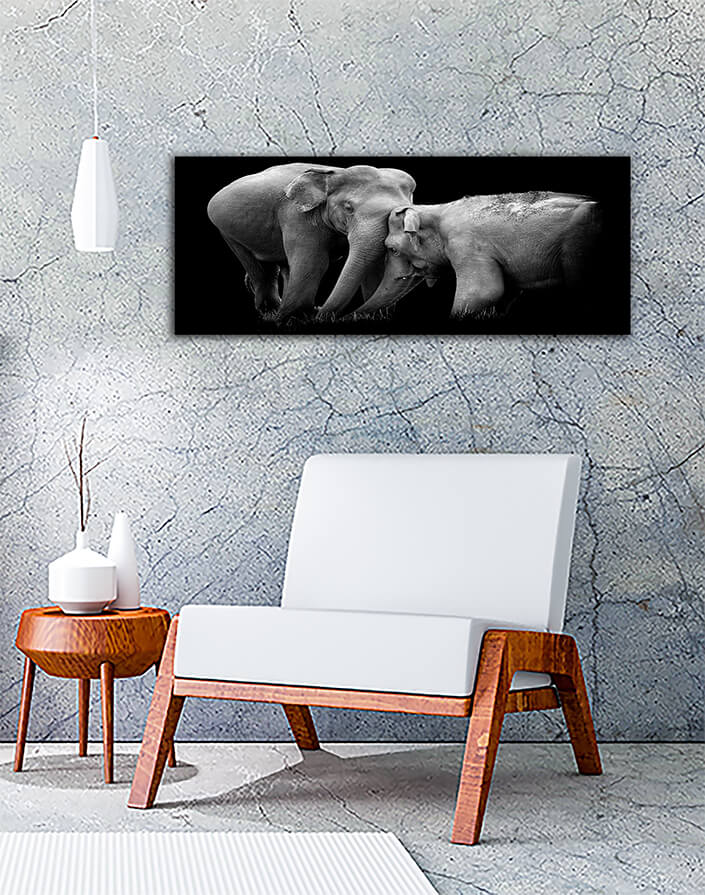 WEB002 0020 MP 0004 22503956 elephant on dark background AOAY5528