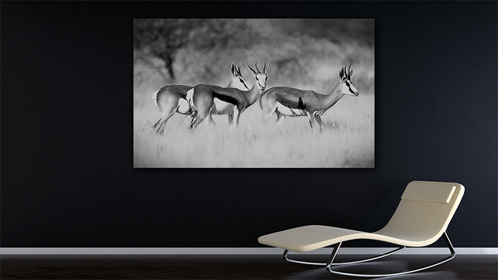 WEB002_0021_MOCKUP__0004_47627936_Three springbok-antelopes-on -grassland AOAY8111