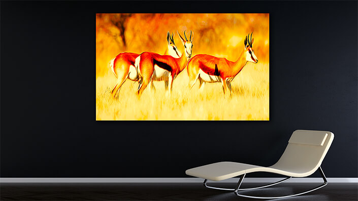 WEB002_0022_MOCKUP__0002_47627936_Three springbok-antelopes-in-grassland AOAY8110
