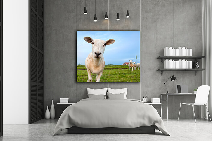 WEB002 0023 MS 0044 8744206 cute funny sheep close up AOAY7451