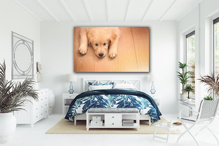 Web002 0027 ml 0008 45206568 an adorable golden retriever puppy lying on a wooden floor aoay7116
