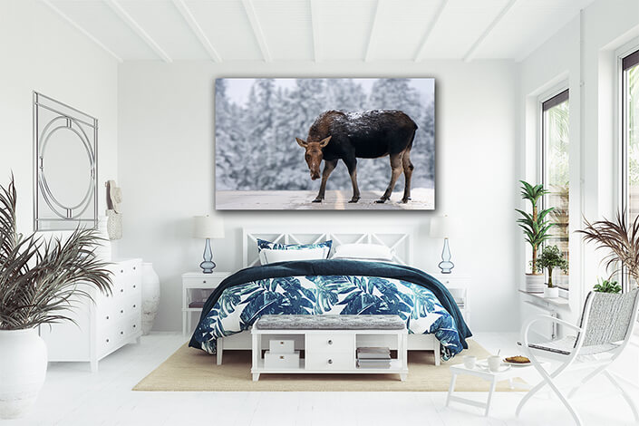 WEB002 0028 ML 0007 45541452 winter moose manitoba AOAY7397