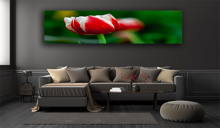 WEB002 0033 ML 0011 34972610 white and red tulip with green blurry background AOAY7097