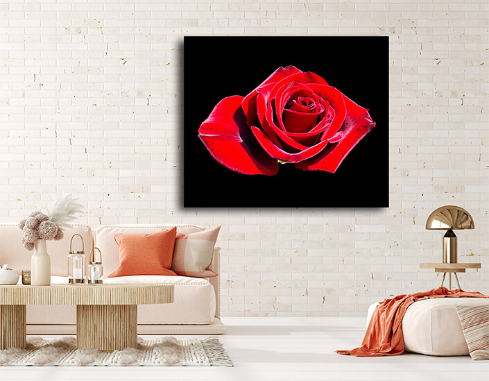 WEB002 0035 MP 0037 4598762 blooming red rose bud AOAY7933