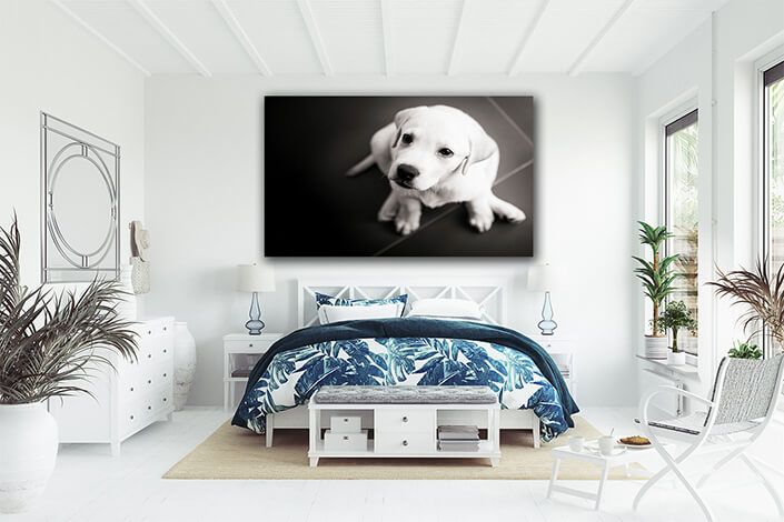 WEB002 0038 ML 0038 4668182 labrador puppy AOAY7299