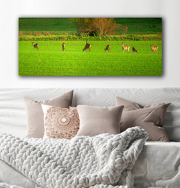 WEB002_0039_MOCKUPs_0032_37202848_deer grazing and relaxing in nature AOAY6019