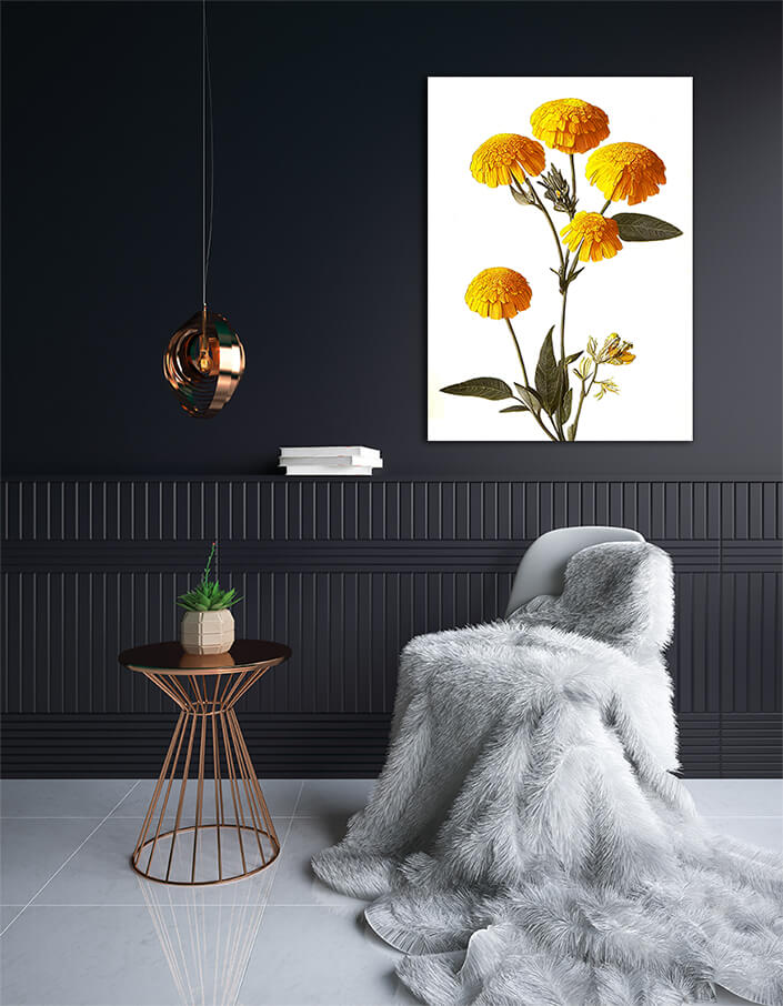 WEB002 0041 ML 0045 49132480 desert marigolds yellow petals on a white background an illustration AOAY8194