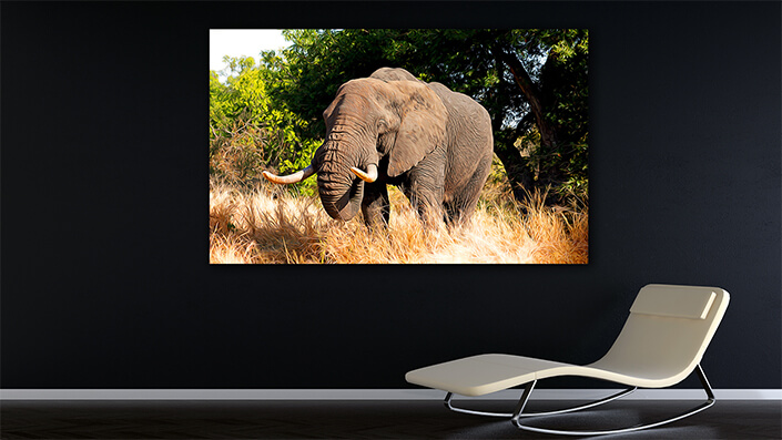 WEB002_0042_MOCKUP__0035_39404560_african bull elephant kruger national park AOAY4739