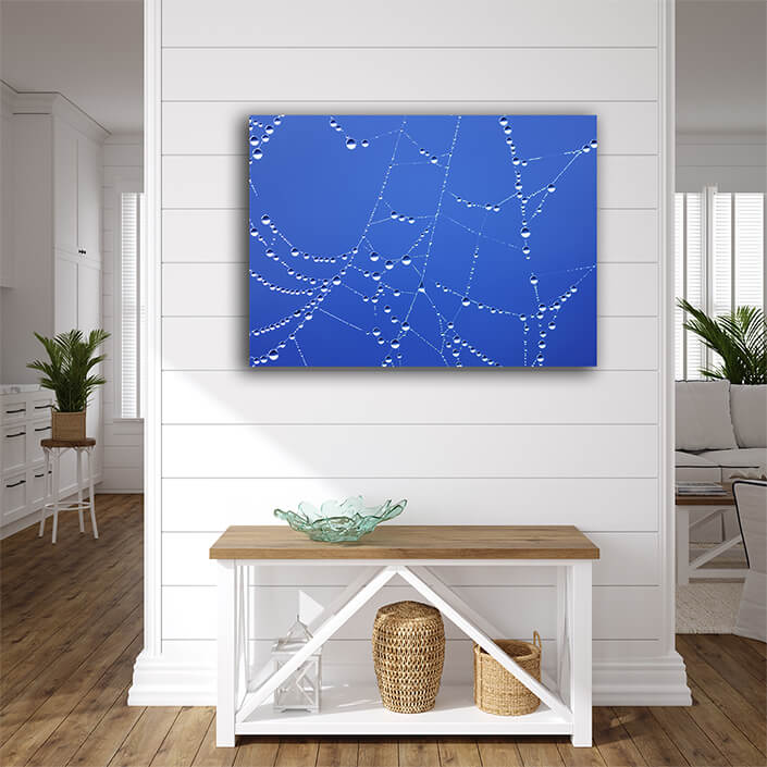 WEB002 0042 MP 0040 3762573 spiderweb AOAY7293