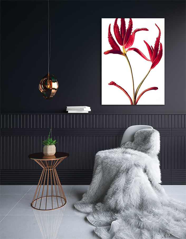 WEB002 0043 ML 0043 49132488 australian kangaroo paw red flowers on white an artistic illustration AOAY8196