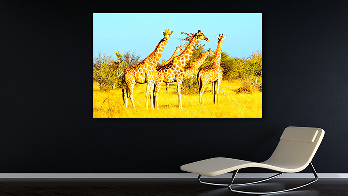 WEB002_0044_MOCKUP__0033_39409108_giraffes-in-natural-habitat-etosha-national-park AOAY4741