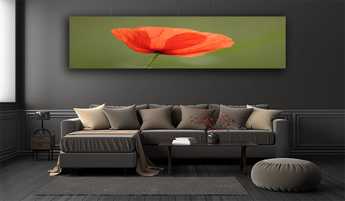 WEB002 0045 ML 0074 1527072 poppy Flowers AOAY7268