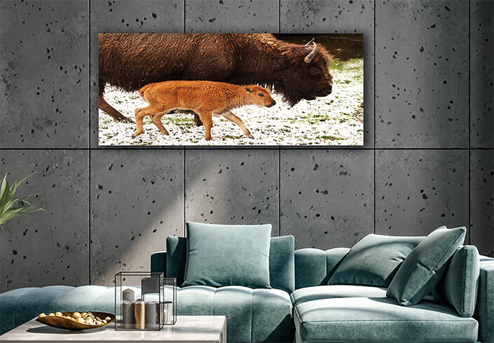 WEB002 0045 ML 0050 3139107 bison calf and mother AOAY6619