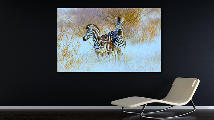 WEB002 0046 MOCKUP 0031 45297398 plains zebras in natural habitat AOAY4761