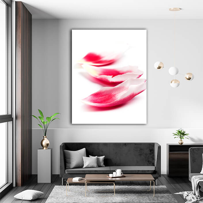 WEB002 0046 MPortrate 0082 618236 pink tulip petals AOAY7562