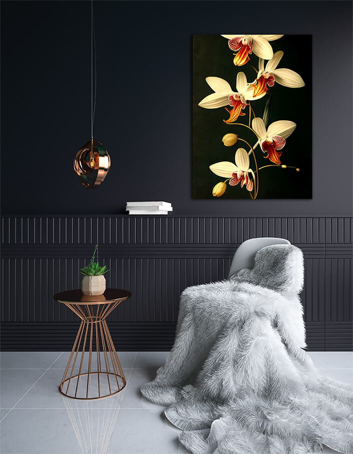 WEB002 0048 ML 0038 49132548 artistic illustration of the colorful orchid flower AOAY8201