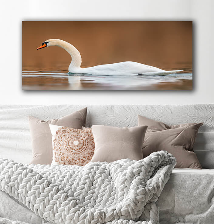 WEB002_0048_MOCKUPs_0023_37203044_ A beautiful white swan swims on a pond AOAY6029