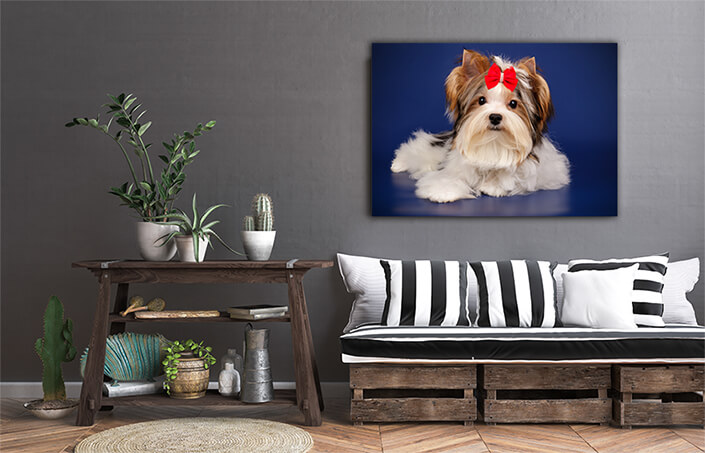 WEB002 0048 MS 0048 29995126 biewer yorkshire terrier on colored backgrounds AOAY7256