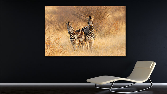 WEB002 0050 MOCKUP 0027 45424700 plains zebras in natural habitat AOAY4764