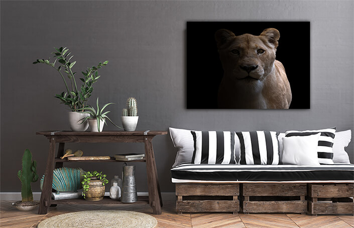 WEB002 0052 MS 0044 31227634 female lion in dark background AOAY6473