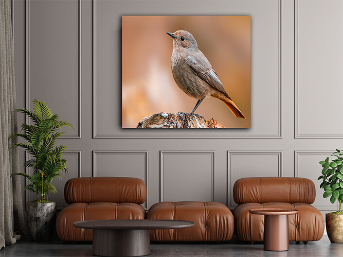 WEB002 0057 MP 0028 36201830 beautiful colorful bird sits and looks AOAY6007