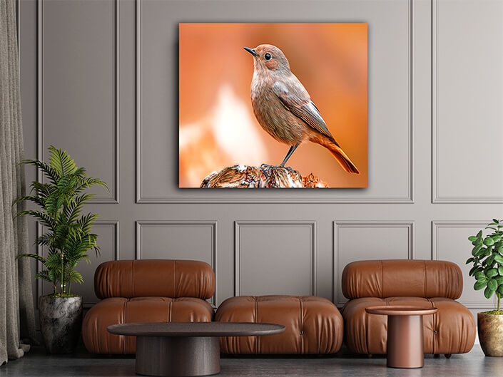 WEB002 0058 MP 0027 36201830 beautiful colorful bird sits AOAY8115