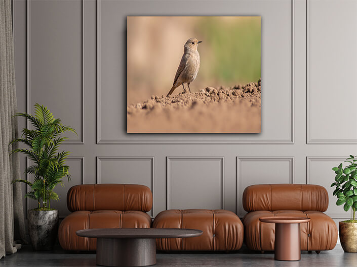 WEB002 0063 MP 0026 47558126 a female redstart looking for food on a freshly plowed field AOAY6054