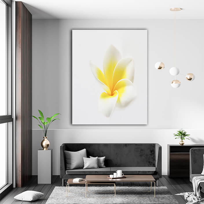 WEB002 0071 MPortrate 0057 2989575 plumeria AOAY7588