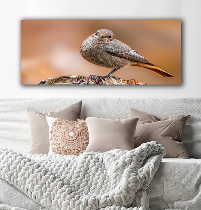 WEB002_0073_MOCKUPs_0044_36201828_beautiful colorful bird sits and looks AOAY6006
