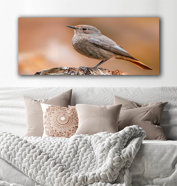 WEB002 0074 MOCKUPs 0043 36201830 beautiful colorful bird sits and looks AOAY6007