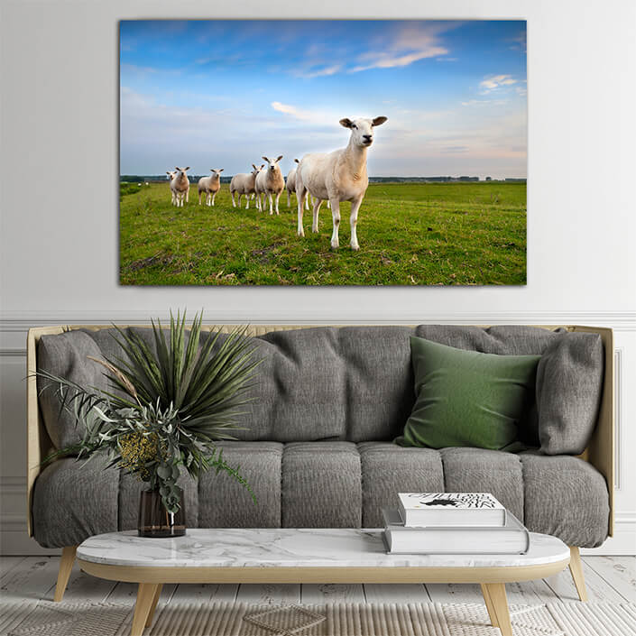 WEB003 0001 ML 0035 8557670 sheep herd on pasture AOAY7450