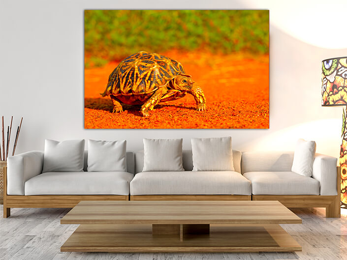 WEB003_0001_MOCKUP__0022_45478592_The leopard-tortoise-in-natural-habitat AOAY8107