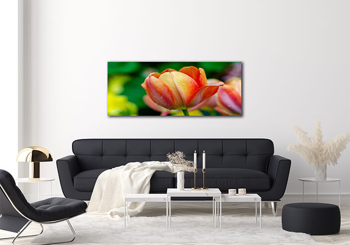 WEB003 0005 ML 0030 27915474 red yellow tulip fields are densely blooming AOAY5624