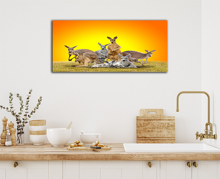 WEB003 0006 ML 0026 20990850 group of kangaroo AOAY4628