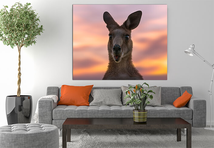 WEB003 0007 MS 0025 44358464 australian kangaroo against a vivid sunset light AOAY6949