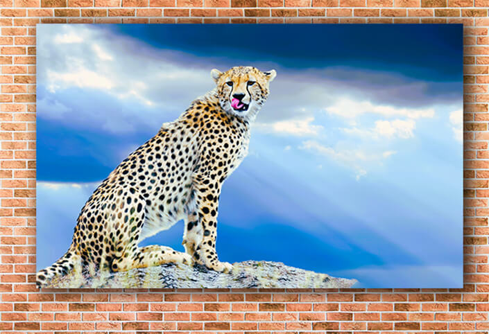 WEB003 0008 MOCKUP 0026 22676228 wild African cheetah AOAY558322676228 wild African cheetah AOAY5583